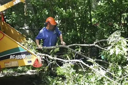 tree services Silver Hill